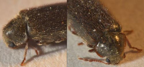 Réf. 224 646 : Hyperisus plumbeum